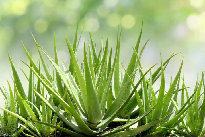 Aloe Vera Plant