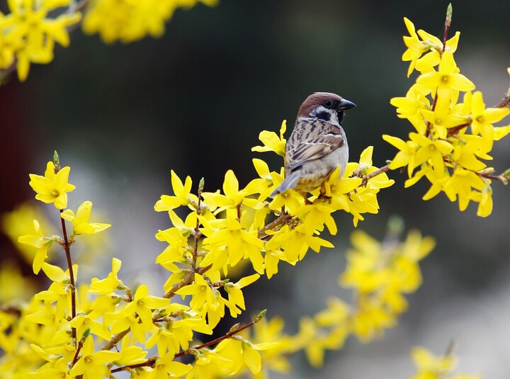 forsythia-2540919_1920.jpg