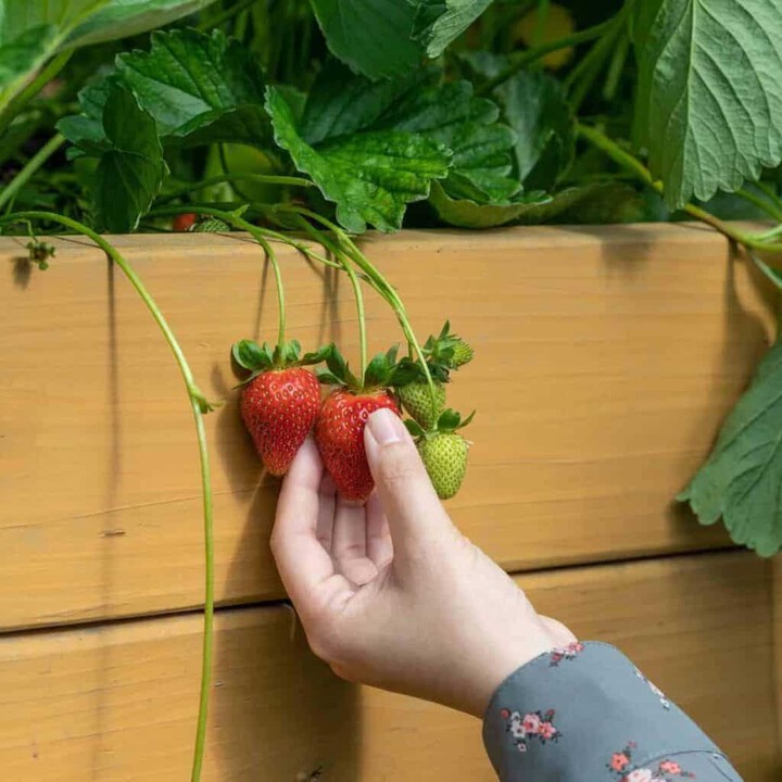 picking fresh strawberries from the garden 
