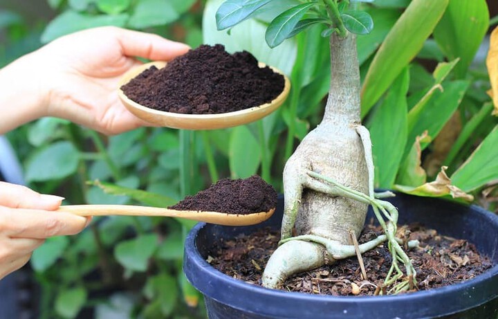 guide to houseplants fertilization