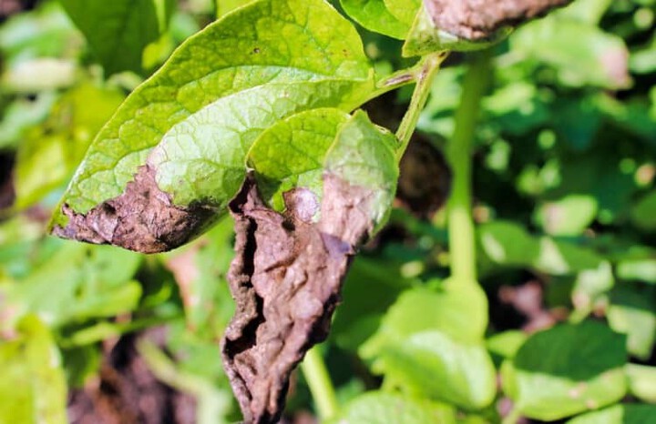 brown parts on leaves