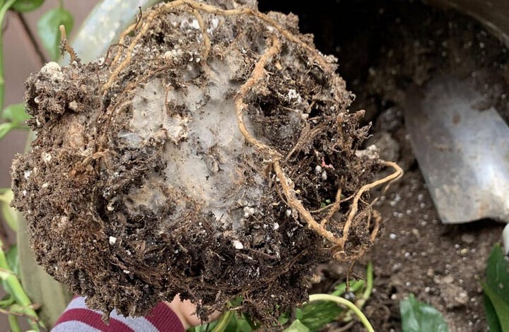 fungus on root